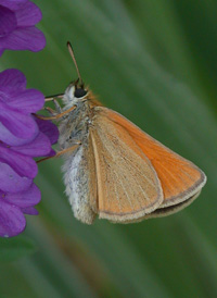 European Skipper